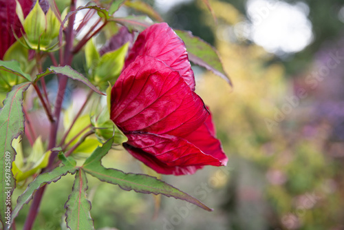 red flower