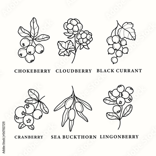 Set of line art berries