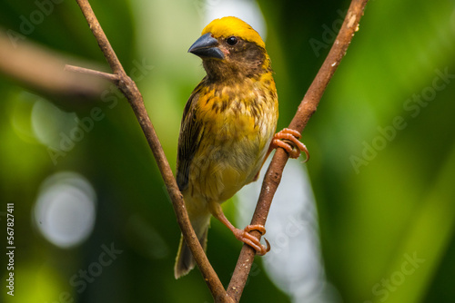 The streaked weaver (Ploceus manyar) photo