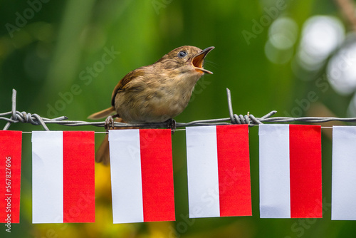 The Javan fulvetta (Alcippe pyrrhoptera) photo