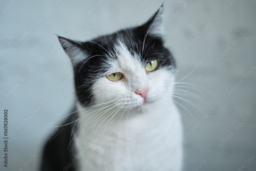 Hungry cat with green eyes looking and waiting for food. High quality photo Hungry cat with green eyes looking and waiting for food. High quality photo