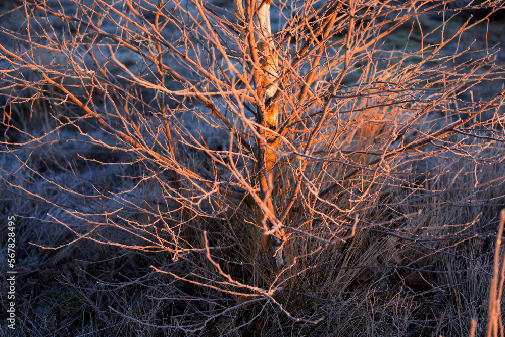 red sunrise light on birch tree in winter red sunrise light on birch tree in winter