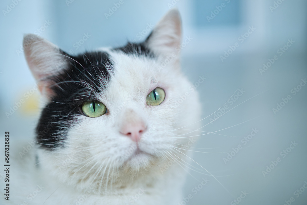 Hungry cat with green eyes looking and waiting for food. High quality photo Hungry cat with green eyes looking and waiting for food. High quality photo