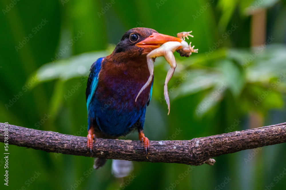 Obraz premium The Javan kingfisher (Halcyon cyanoventris)