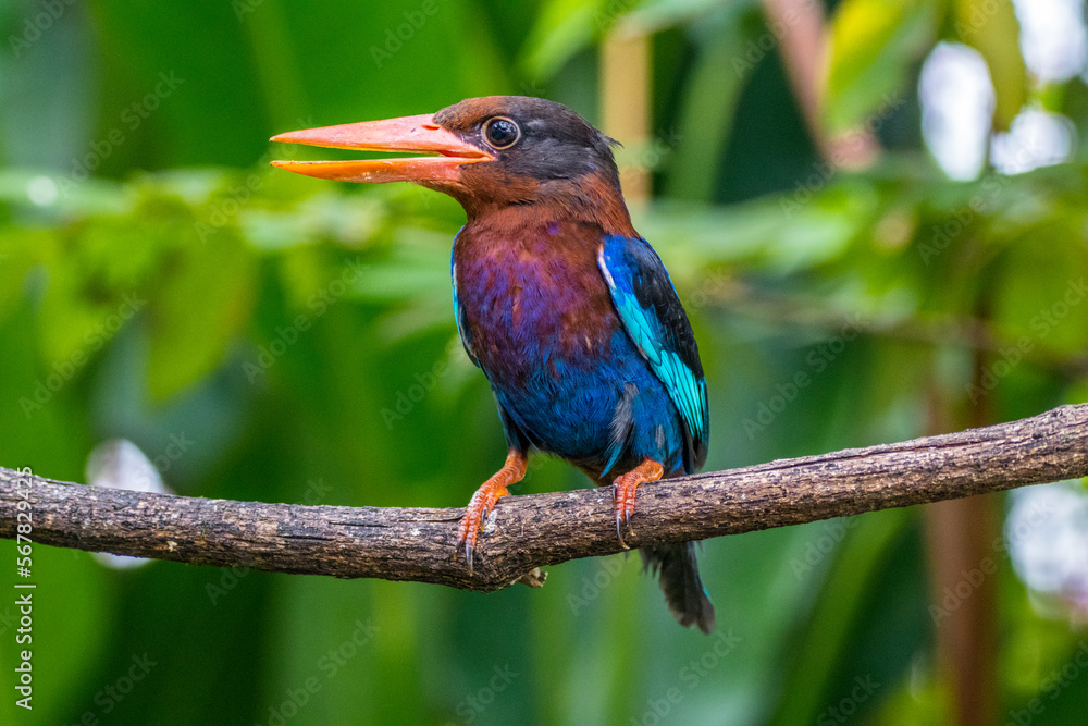 The Javan kingfisher (Halcyon cyanoventris) The Javan kingfisher (Halcyon cyanoventris)