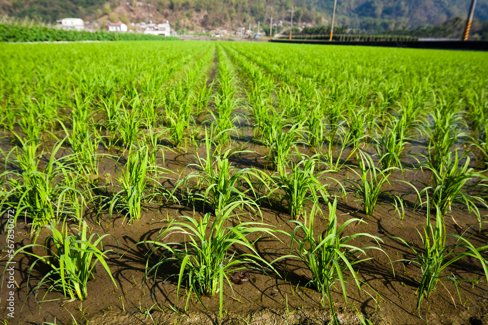 Rice seedlings growing on the fields in Meinong, Kaohsiung, Taiwan. Rice seedlings growing on the fields in Meinong, Kaohsiung, Taiwan.
