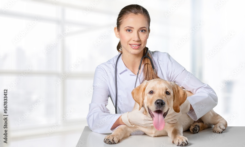 medicine concept, veterinarian doctor and dog in vet clinic