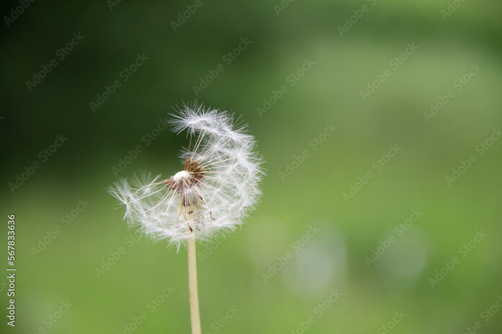 natural fluff dandelion seeds on green grass background