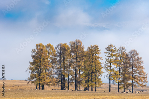 Wallpaper Mural Majestic autumn mountain landscape. A herd of sheep grazes in a meadow near golden larch trees with white snowy mountains and clouds in the background. Altai Torontodigital.ca