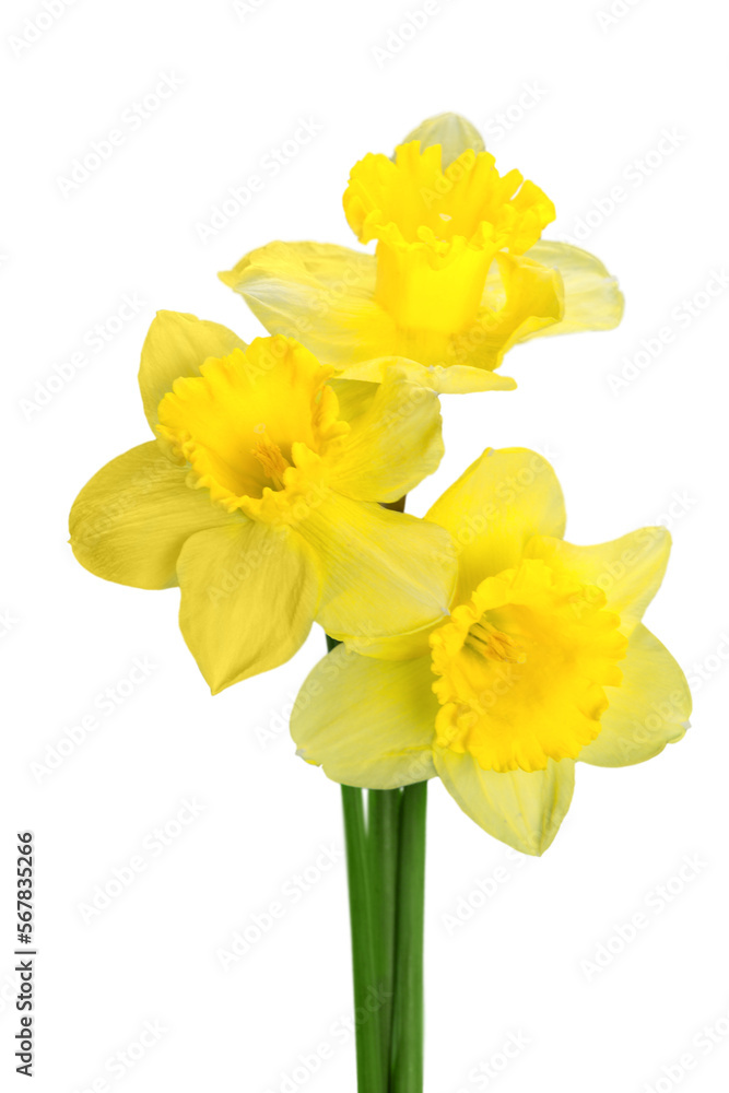 The spring cute yellow daffodils The spring cute yellow daffodils