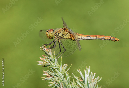 Wallpaper Mural Urocza czerwona żółta ważka na zielonej łące Torontodigital.ca