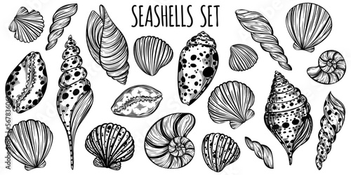 Seashells and mollusk marine sketch set for design of invitation, fabric, textile, etc.