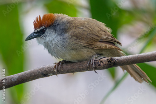 The chestnut-capped babbler (Timalia pileata) is a passerine bird of the family Timaliidae photo