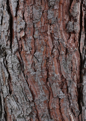 Fototapeta Naklejka Na Ścianę i Meble -  Tree trunk texture. Pine bark close-up, tree bark background