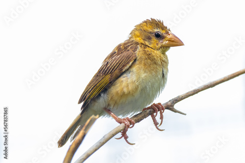 Foto The baya weaver (Ploceus philippinus)