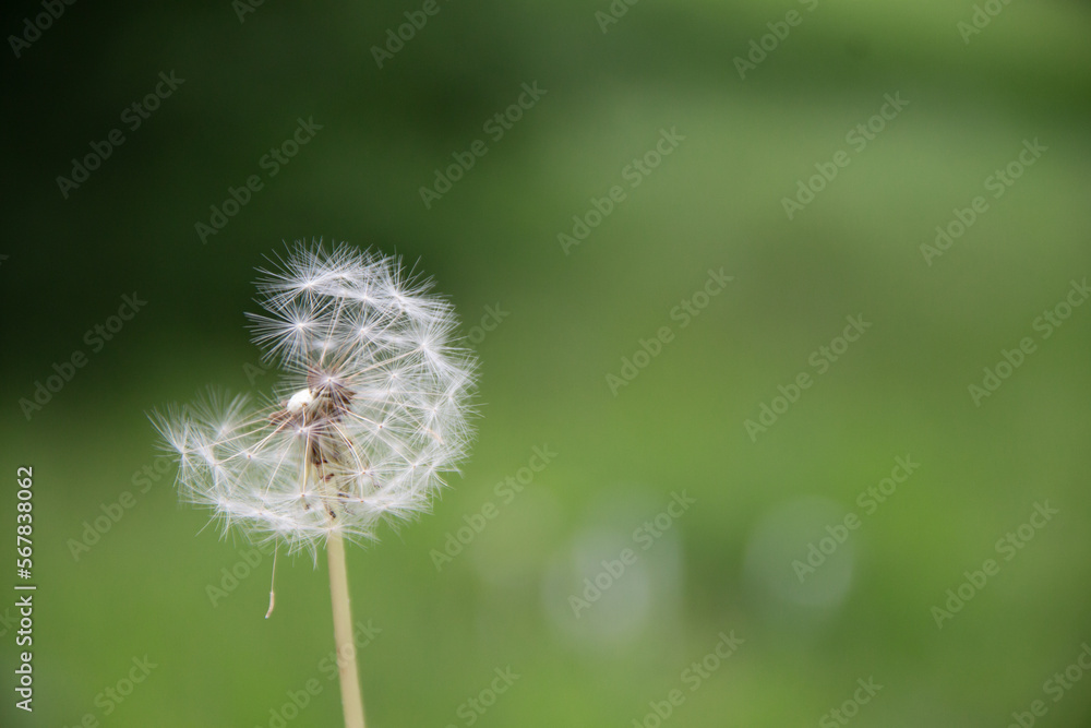 Fototapeta premium natural fluff dandelion seeds on green grass background