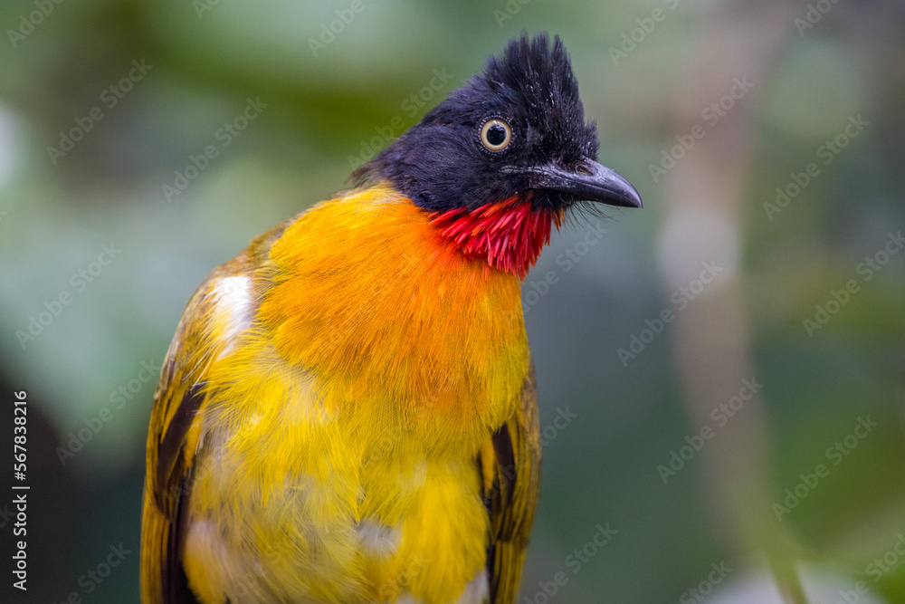 Fototapeta premium The black-crested bulbul (Pycnonotus melanicterus)