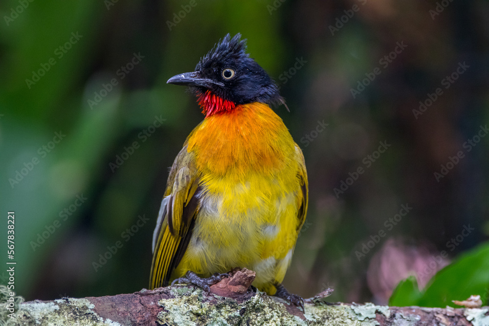Obraz premium The ruby-throated bulbul (Rubigula dispar)