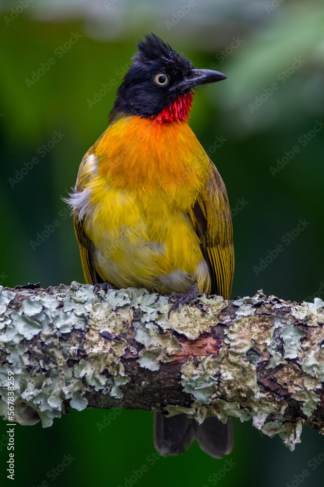 Fototapeta premium The ruby-throated bulbul (Rubigula dispar)