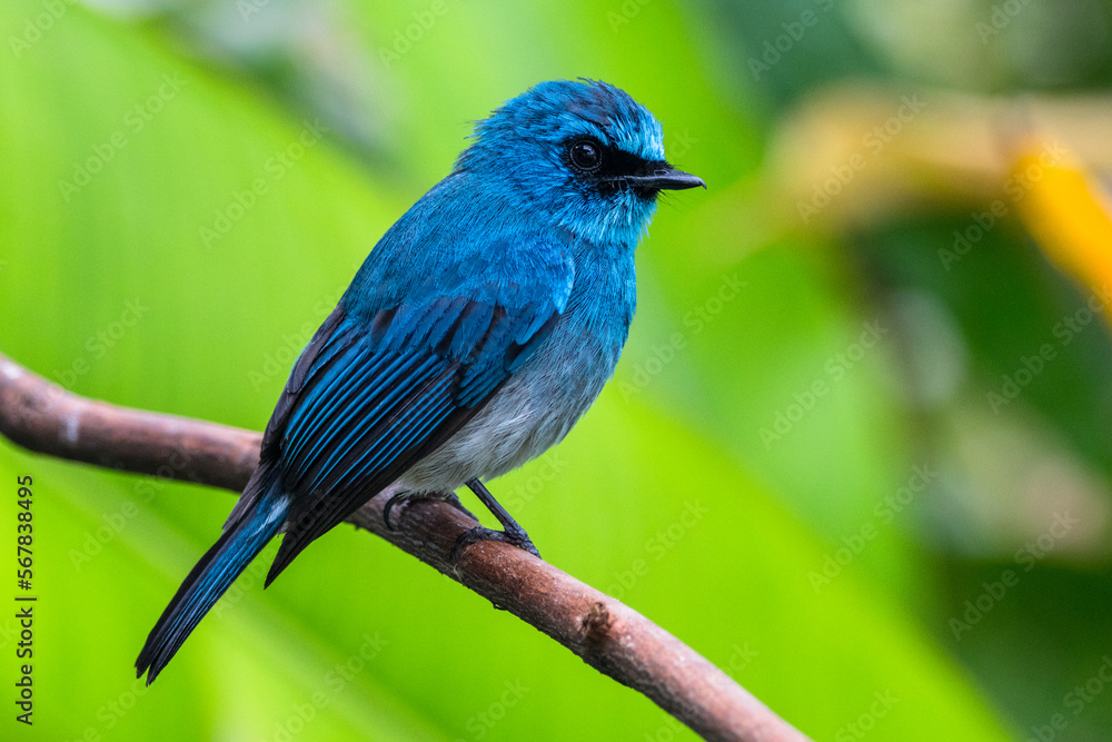 The indigo flycatcher (Eumyias indigo) is a species of bird in the Old World flycatcher family Muscicapidae The indigo flycatcher (Eumyias indigo) is a species of bird in the Old World flycatcher family Muscicapidae