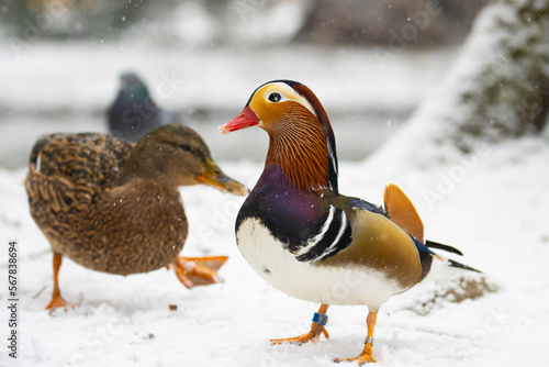 Beautiful colorful Mandarin duck in a winter snowy scene with mallard ducks in the background captured in Gdansk, Poland.