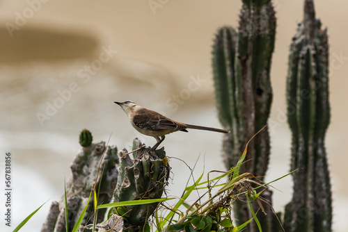 The chalk-browed mockingbird or Sabia-do-campo perched on a tree. It's a typical bird from the south-central region of Brazil. Species Mimus saturninus. Birdwathching. Birding. photo