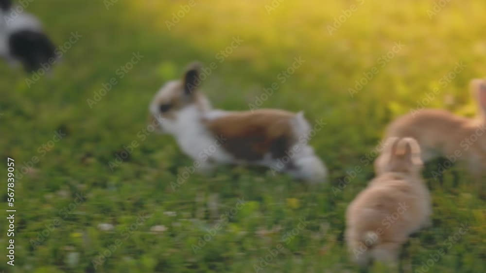 little rabbits run on the green lawn little rabbits run on the green lawn