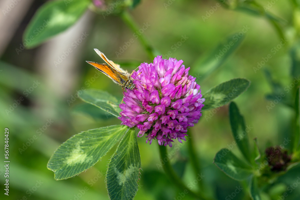 butterfly on a flower. beautiful lady butterfly Vanessa cardui, red clover, close-up. orange-black and white butterfly on a pink clover flower on a green background. macro nature butterfly on a flower. beautiful lady butterfly Vanessa cardui, red clover, close-up. orange-black and white butterfly on a pink clover flower on a green background. macro nature
