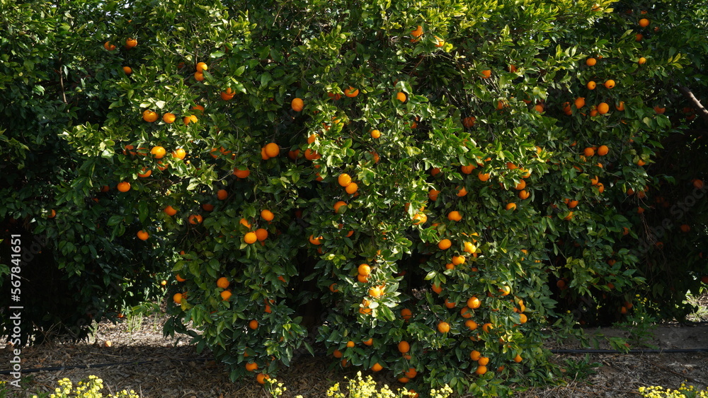 Mandarin tree (Citrus reticulata) with tangerines on its branches Mandarin tree (Citrus reticulata) with tangerines on its branches