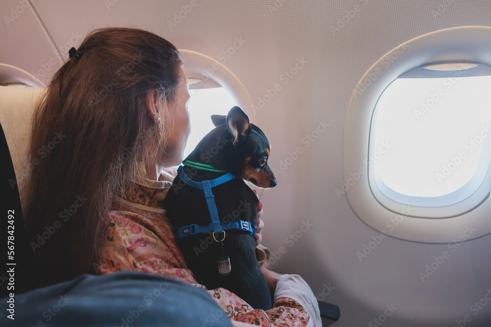 Dog in the aircraft cabin near the window during the flight, concept of ...