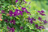 The abundant clematis Niobe of dark violet purple color with a large flower in the garden.