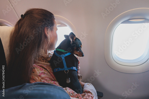 Dog in the aircraft cabin near the window during the flight, concept of travelling and moving with pets, small black dog sitting in the pet carrier bag, travel or relocation with dog by airplane
