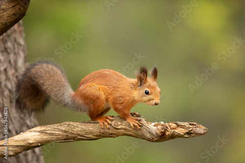 Cute red squirrel with long pointed ears sit on branch in autumn scene with nice deciduous forest in the background. Finland wildlife.