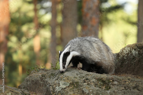 European badger, meles meles, walking on rocks in summer forest. Wild animals with black and white fur climbing on top of slope in wilderness.