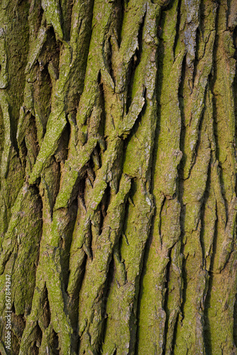 Natura w postaci kory drzewa © Dariusz
