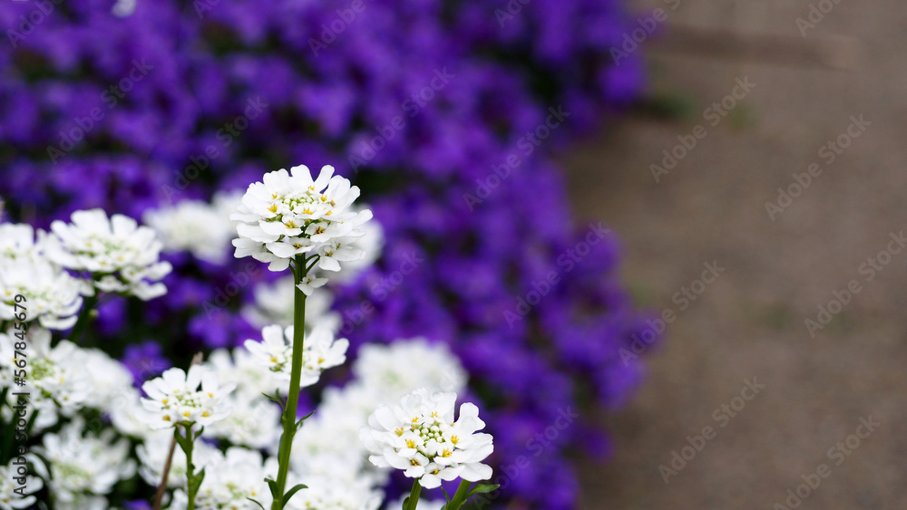 Obraz premium flowers in the garden