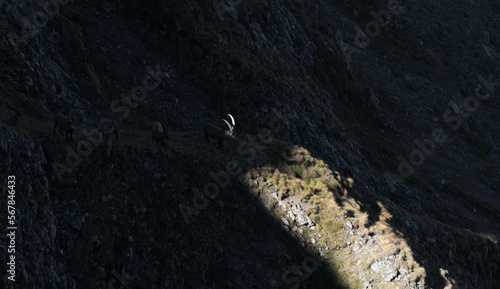 Bouquetin entre ombre et lumière