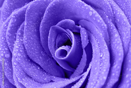 Purple rose with dew drops close-up with copy space. Beautiful macro flower. High quality photo