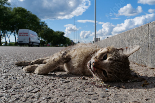 фотографія Dead cat lies on highway