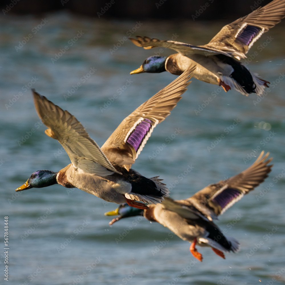 Obraz premium 3 Drakes