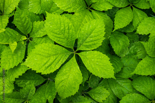Zielone liście rośliny