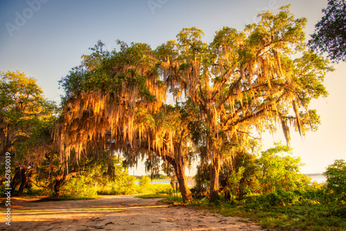 Large tree with moss, glowing from the sun.