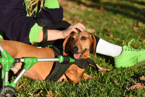 Red dachshund is disabled, in a wheelchair. The owner's girlfriend's hand petting its head. Caring for a sick dog.