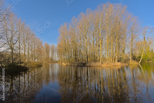 Olde arm of Scheldt river and bare forest in the Flemish countryside