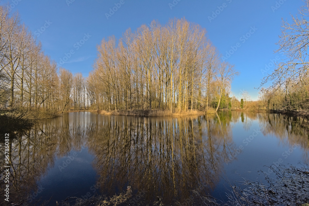Olde arm of Scheldt river and bare forest in the Flemish countryside Olde arm of Scheldt river and bare forest in the Flemish countryside