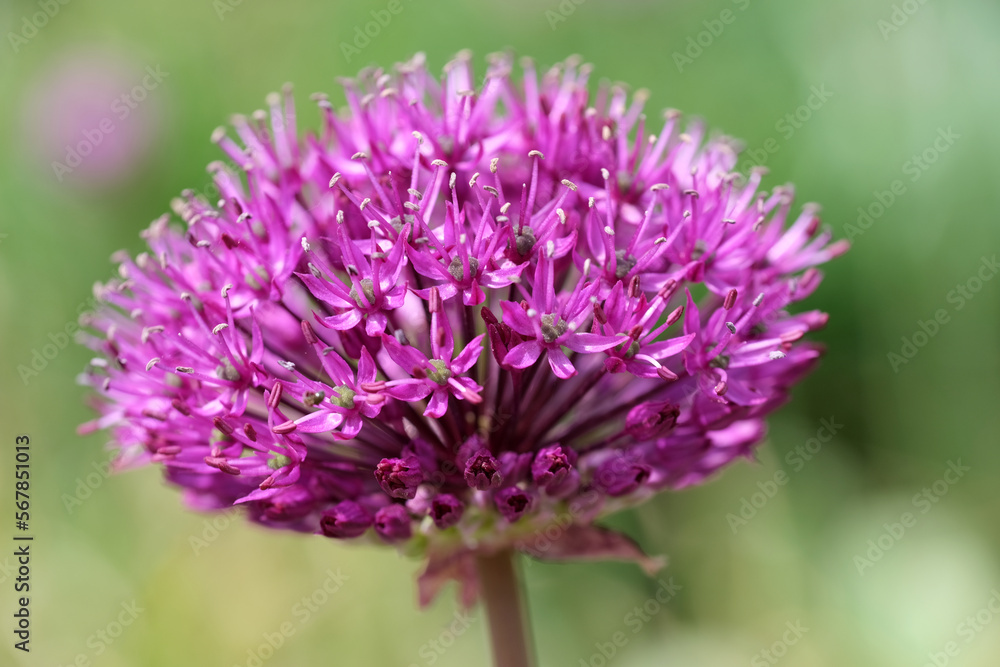 Purple flowers. Allium flower and green background Purple flowers. Allium flower and green background