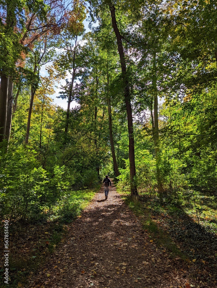 Man walking on autumn forest in spot of sunlight Man walking on autumn forest in spot of sunlight
