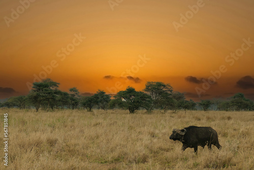 Cape buffalo Syncerus caffer on savannah