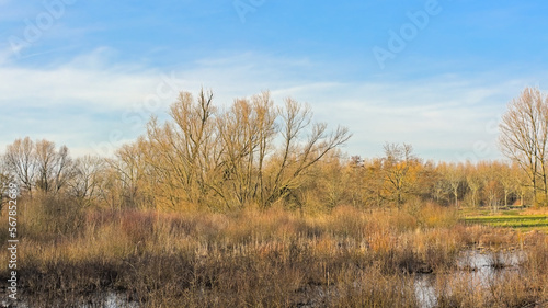 Wetlands with golden reed and bare trees under a  cloudy sky in Scheldemeersen nature reserve, Merelbeke, Flanders, Belgium