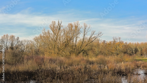 Wetlands with golden reed and bare trees under a  cloudy sky in Scheldemeersen nature reserve, Merelbeke, Flanders, Belgium